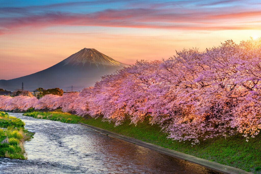 meilleur moment pour voyager au japon voir le Mont Fuji et la floraison des cerisiers (sakura)